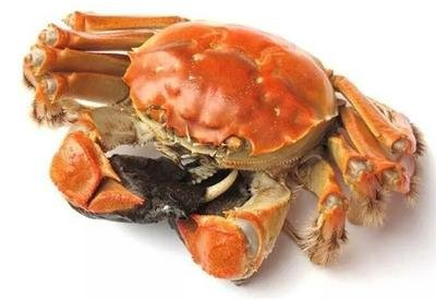 哺乳期妈妈能不能吃螃蟹呢 哺乳期妈妈能不能吃螃蟹呢